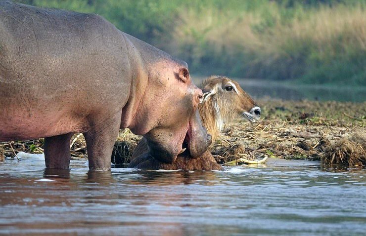 Как бегемот спас водяного козла от крокодила выживание, животные, помощь