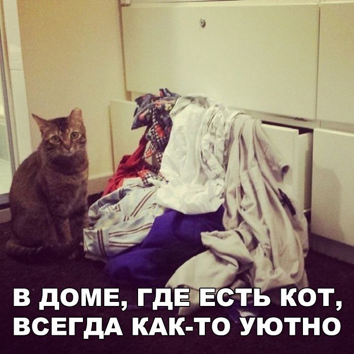 Подборка веселых, милых и забавных фотографий с надписями из сети картинки с надписями,приколы,прикольные картинки,смешные комментарии,угарные фотки,юмор