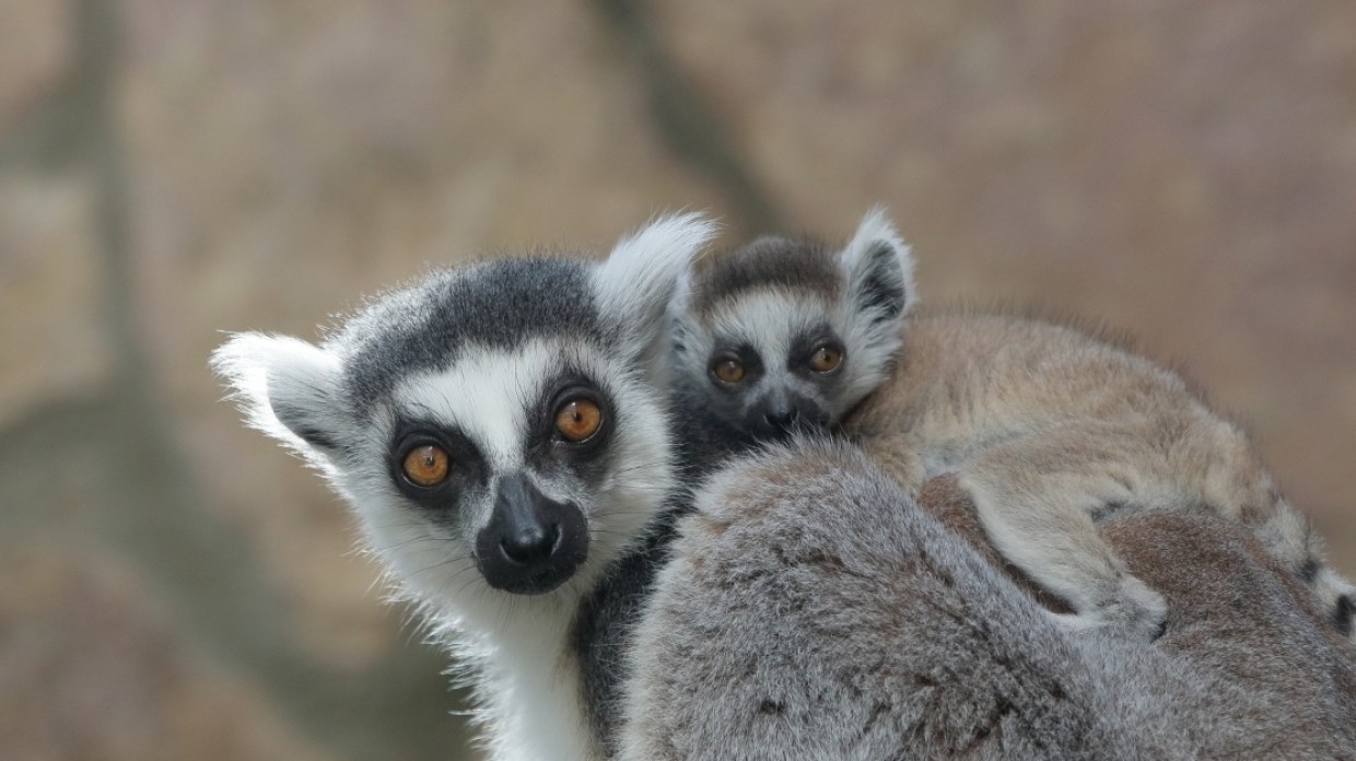 Кошачий лемур станет новым обитателем зоопарка в Старом Осколе