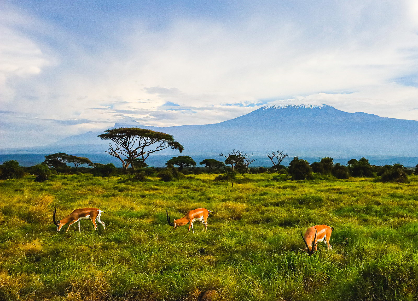 Следующая остановка --Африка когда, увидеть, можно, только, здесь, саванны, очень, животных, всего, чтобы, Килиманджаро, поэтому, которые, дальше, Масаи, практически, Здесь, после, сафари, людей