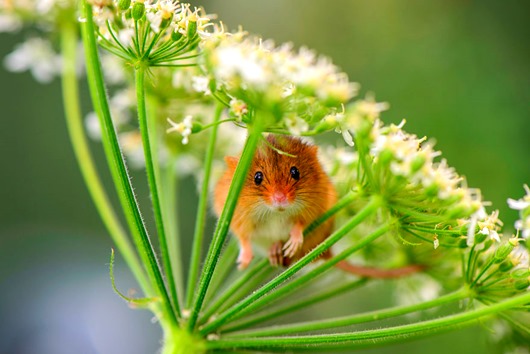 Harvest mouse trying to hide