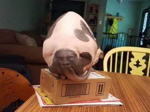 22 прикольные фотографии, на которые придётся взглянуть дважды 22 прикольные фотографии, на которые придётся взглянуть дважды