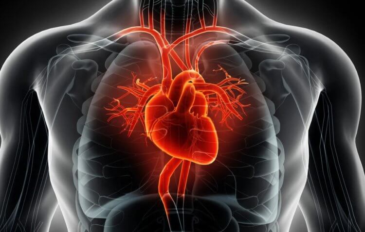 Каким бывает рак сердца — смертельная болезнь, о которой почти никто не говорит болезни человека,медицина,раковые заболевания,сердце человека