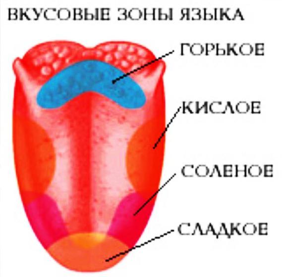 Участок языка обозначенный на рисунке цифрой 1 наиболее чувствителен к