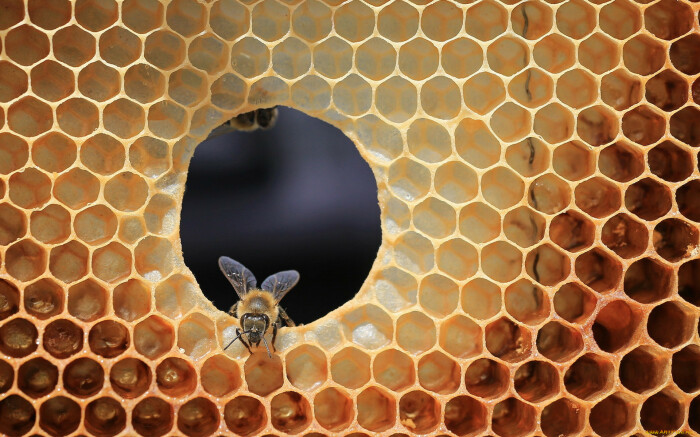 Трутни также выполняют роль живого щита для королевы-пчелы / Фото: uleypchel.com.ua