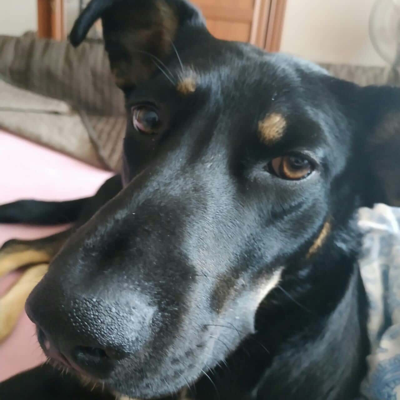 морда собаки