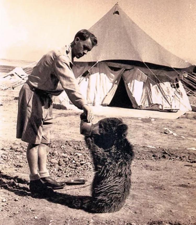 Капрал Войтек: история о медведе-герое, который воевал во Второй Мировой