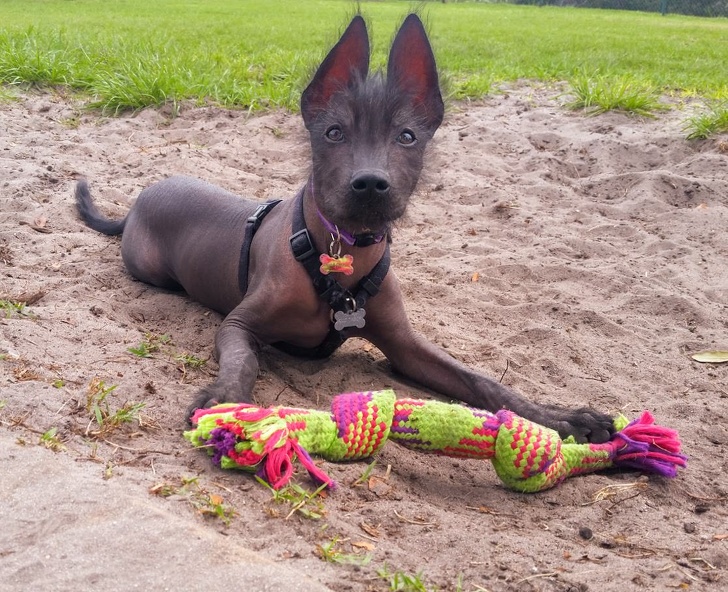 20 домашних питомцев, у которых есть свои особенности, но это не делает их ужасными 20 домашних питомцев, у которых есть свои особенности, но это не делает их ужасными