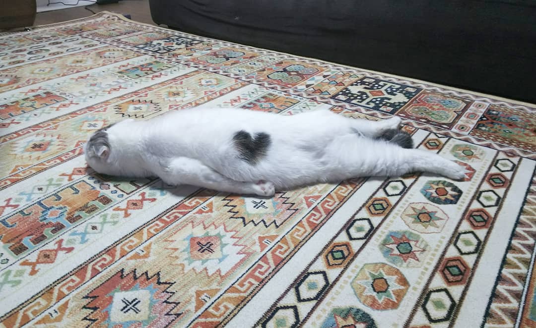 20 домашних питомцев, у которых есть свои особенности, но это не делает их ужасными 20 домашних питомцев, у которых есть свои особенности, но это не делает их ужасными