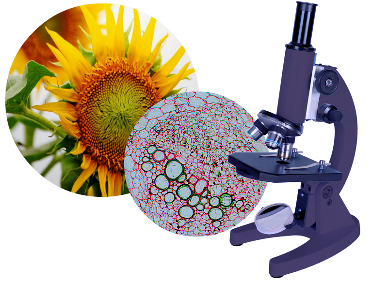 Лепесток подсолнечника под микроскопом