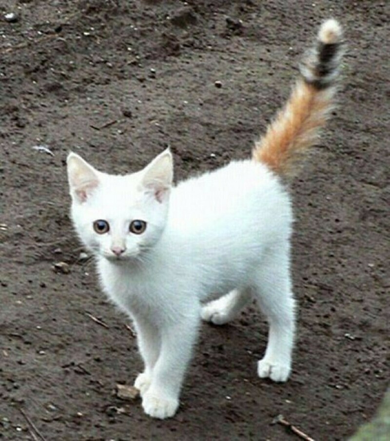 15 милых кошек, у которых совершенно уникальный окрас