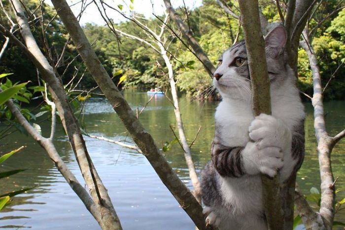 Photogenic-Cat-Noraneko-Nyankichi-Japan