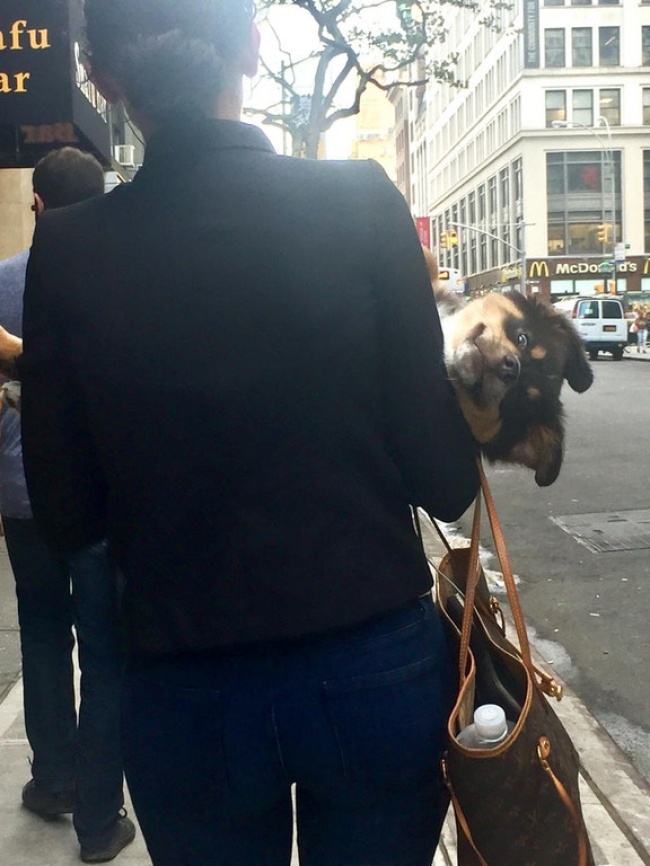 20 крутых фотографий животных, которые подняли всем настроение