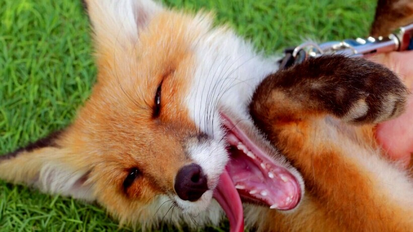 Вместо собаки: почему лисы сами хотят стать домашними