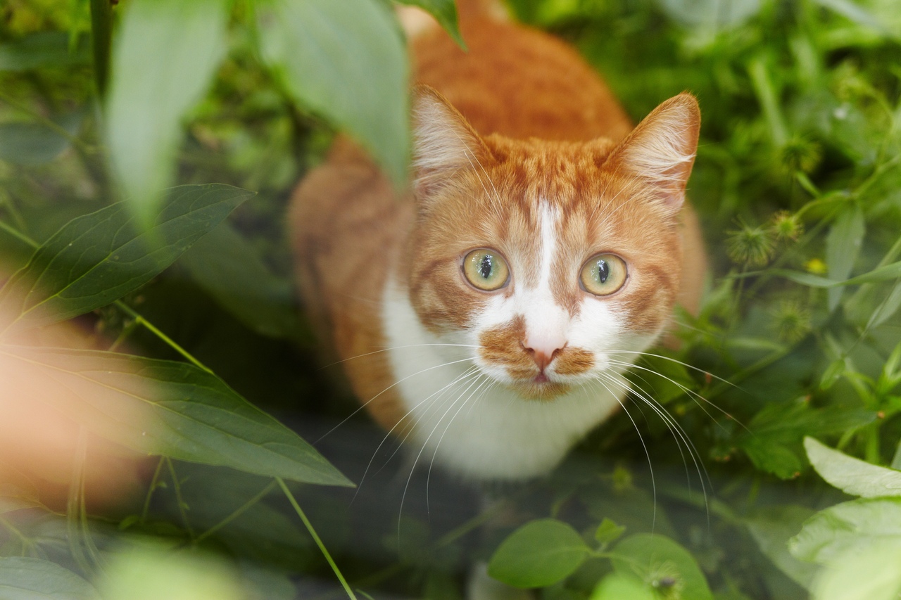 Фото Кота Кузи Рыжего