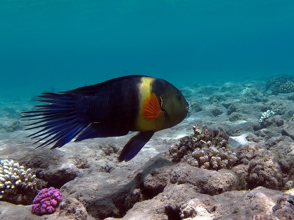 World fish. Перистохвостый Хейлин. Египет подводный мир красного моря. Broomtail Wrasse. Рыбы красного моря Египет.