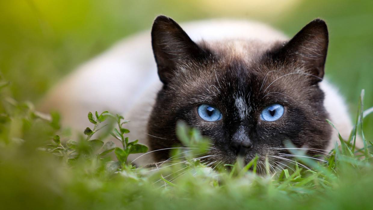 Эзотерики назвали пять пород кошек-талисманов, притягивающих богатство и удачу в дом Общество