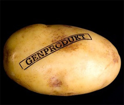 Генномодифицированный картофель