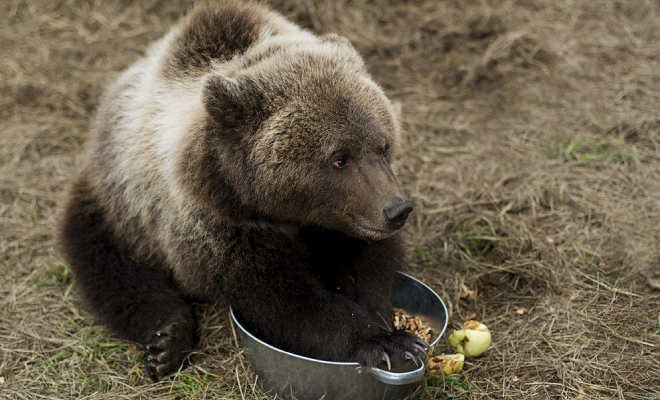 Медвежонок пришел на дачный участок к людям и стал помогать женщине сажать картошку. Видео