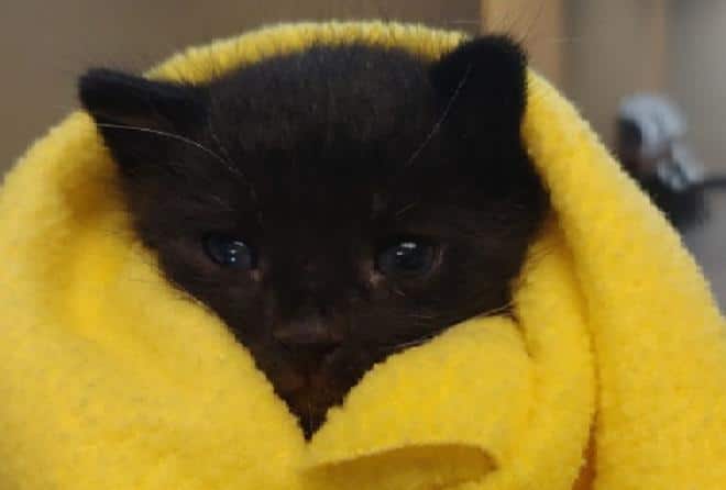 Котенок в полотенце