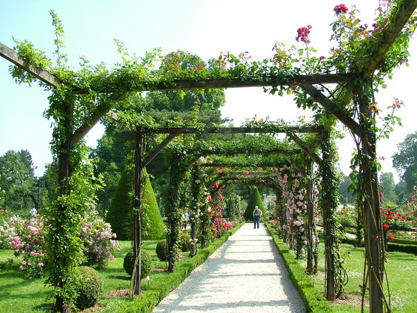 Перголы относятся к числу древнейших садовых конструкций и служат непременным элементом классического розария