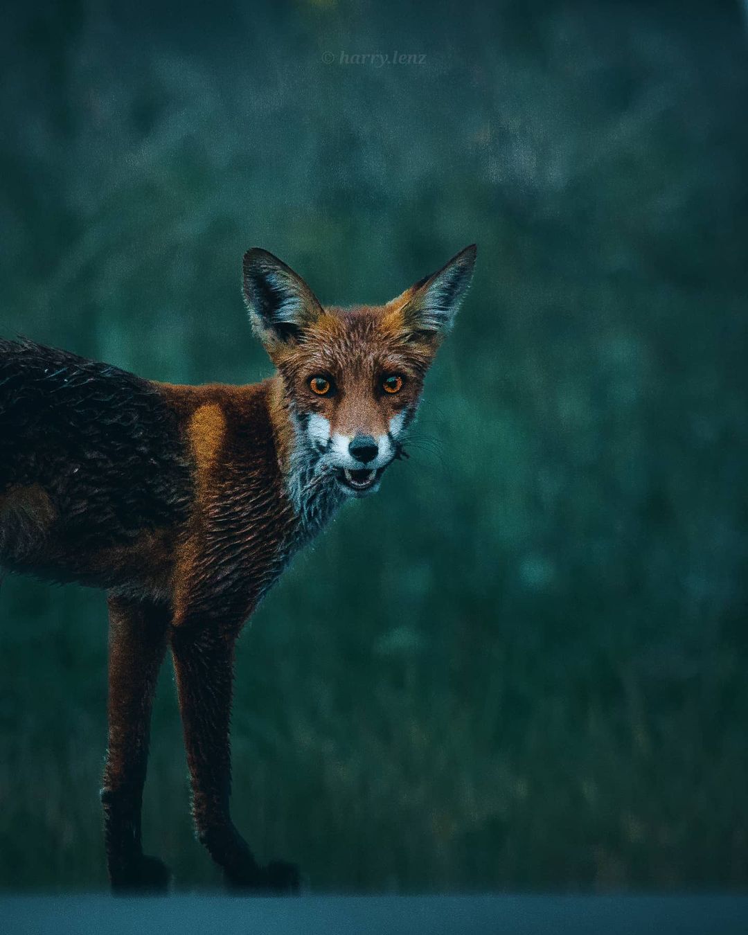 Фотограф-путешественник Гарри Томлянович открывает красоту мира 
