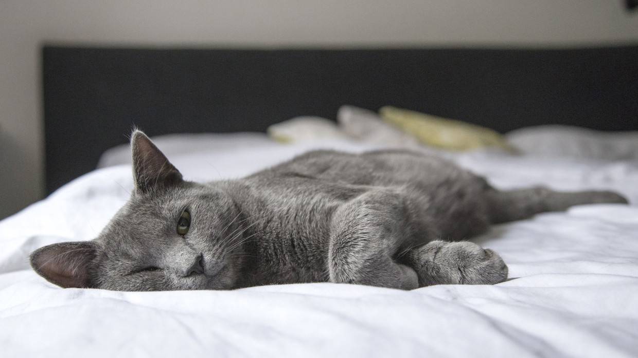 Эзотерики назвали пять пород кошек-талисманов, притягивающих богатство и удачу в дом