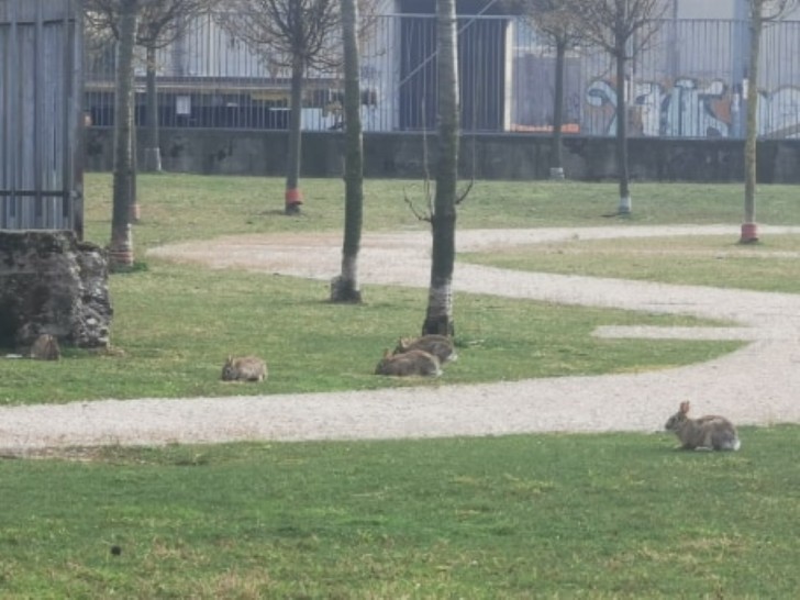 Опустевший Милан с каждым днем все больше наполняется дикими кроликами кролики, парках, сейчас, много, своих, решили, рассказала, бояться, кроликам, размножаться, влюбляться, травки, молодой, клумбы, вокруг, весна, остались, более, нечего, бандитские