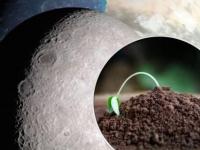 Как китайцы вырастили первый зелёный росток на Луне