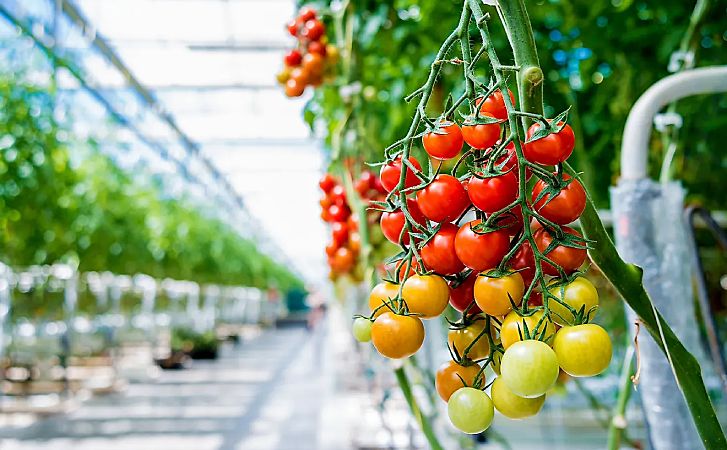 Китайский способ высадки помидоров: черенкуем рассаду и урожай будет на месяц раньше