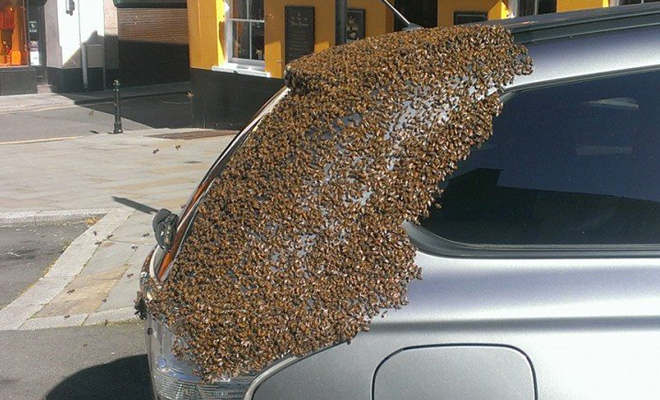 Огромный рой пчел облепил машину и два дня преследовал ее Англия,машина,новости,Пространство,пчелы