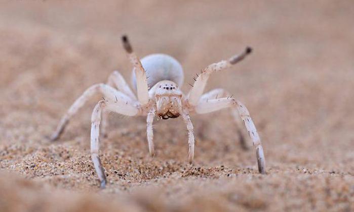 Белый паук: опасна ли встреча с ним?
