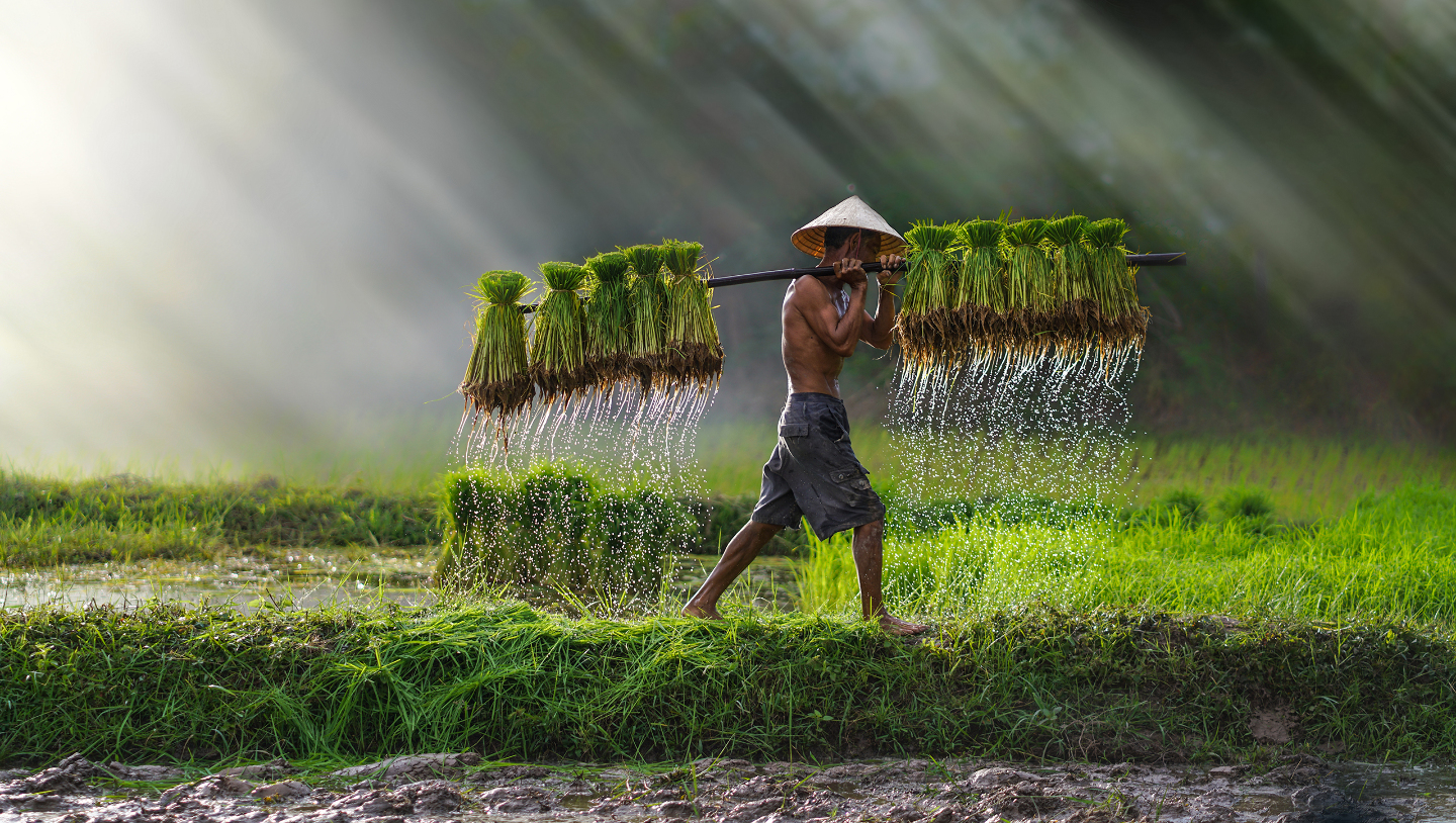 Как выращивают рис зерно, которые, выращивают, всего, многих, срезают, растения, горных, больше, самых, этого, выполняют, начинается, идеально, ценят, машинам, рассада, оболочку, колено, регионах
