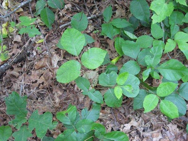 Деревенская Америка Деревенская Америка заграница,путешествие,страны,туризм