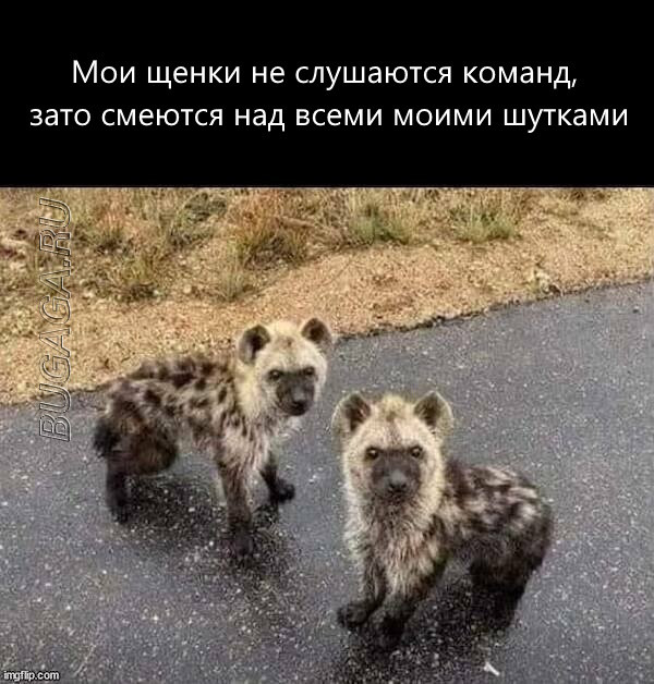 Прикольные мемы для любителей животных Прикольные мемы для любителей животных