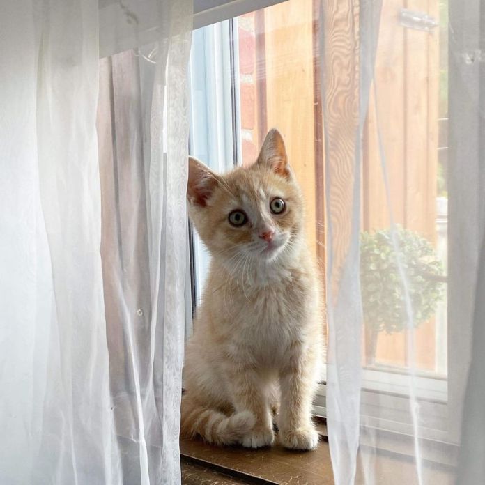 Без кота и жизнь не та