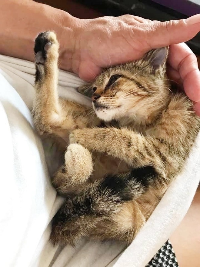 Котенок ждал помощи на тротуаре, надеясь, что его кто-нибудь заметит