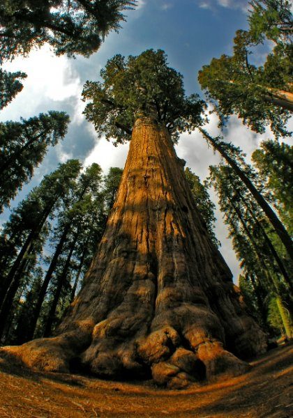Царапая небо ветвями: самые высокие деревья мира деревья,планета,рекорды