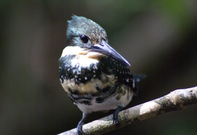 kingfisher