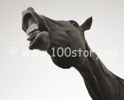 Конь под градусом