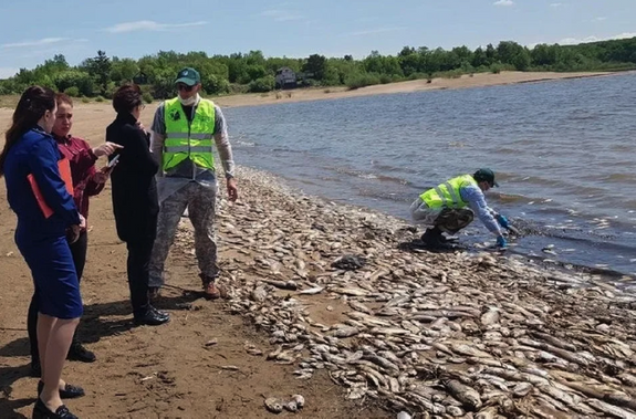 Прокуратура проверит сообщение о гибели рыбы в озере в Хабаровском крае