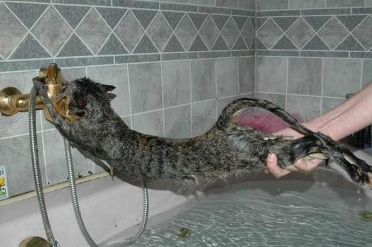 Отремонтирует текущий кран. коты, котята, помощник