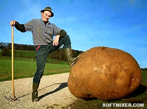 Любопытные факты о картофеле интересное,картошка,культура,факты