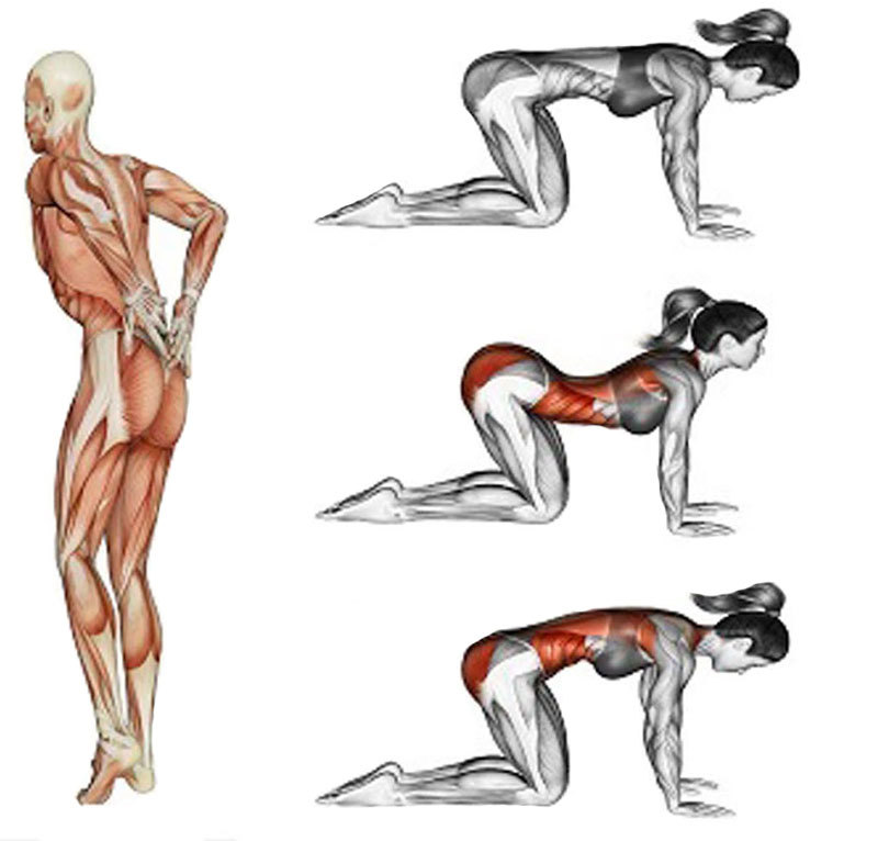 Упражнения на нижнюю спину