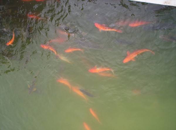 Золотое наследие Индии. Золотой храм в Армитсаре индия