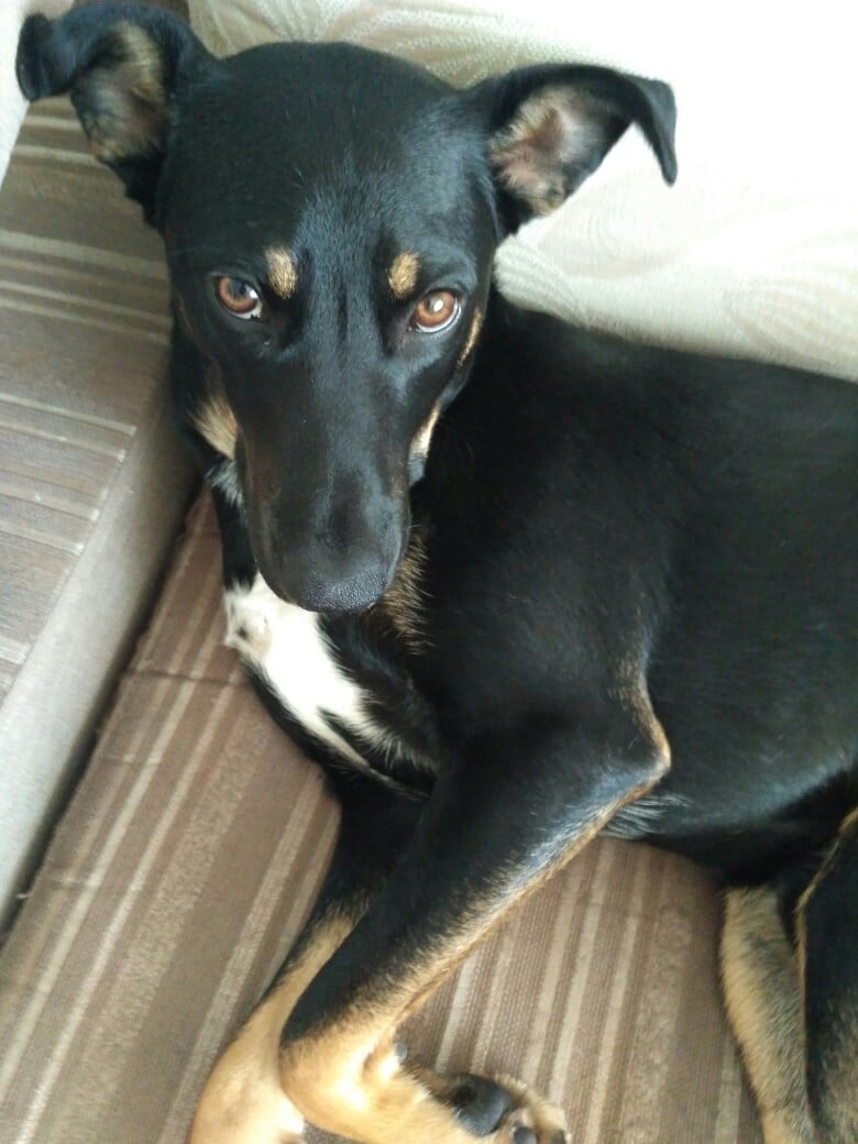 пес на диване