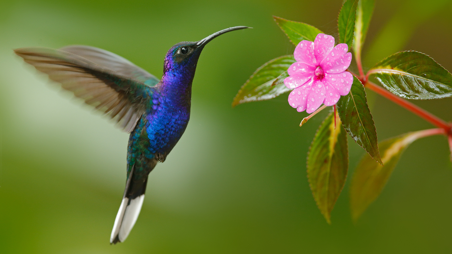 животные, спячка