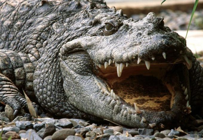 Крокодил: где живет? Где живут крокодилы и чем они питаются?