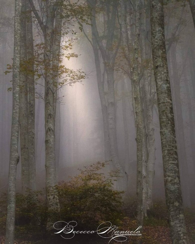 Самые красивые леса планеты на волшебных снимках Мануэло Бечекко Бечекко, красоту, показывает, Мануэло, передать, набирает, время, суток, зрителю, меняющуюся, атмосферу, «Находясь, посреди, поособому», говорит, фотограф, удивительно, проект, популярность, важное