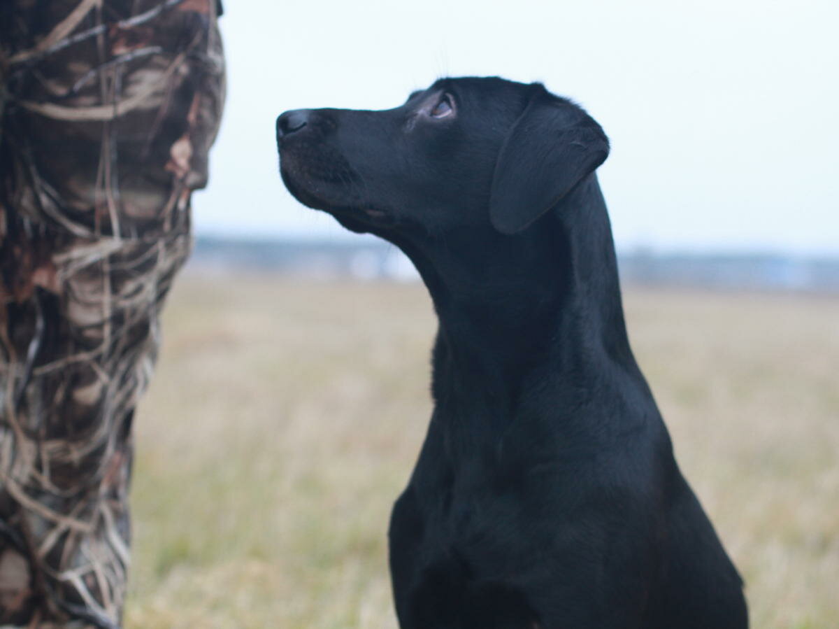 Дрессировка – это надо знать каждому! Послушание дома